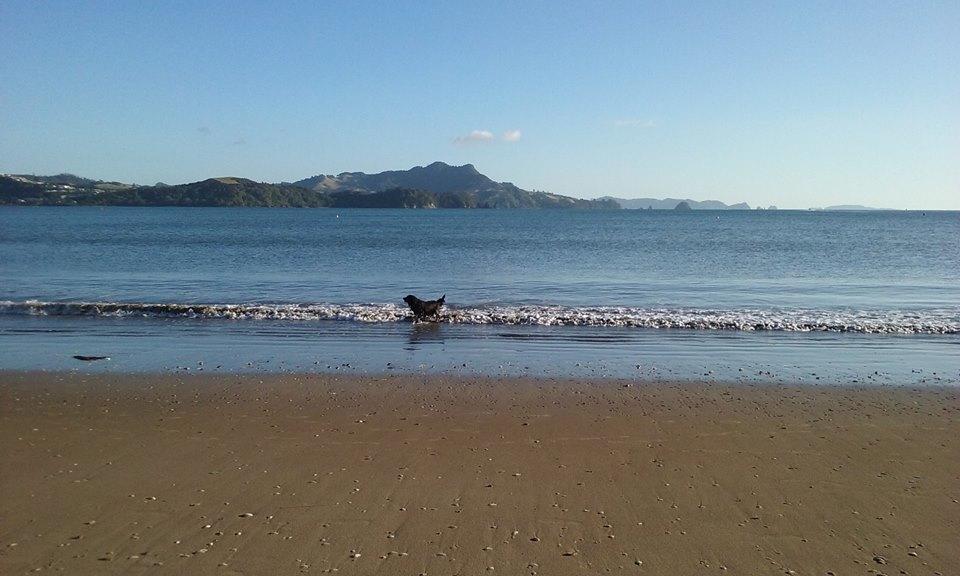 Whitianga Motel Luaran gambar